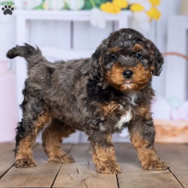 Sammy, Mini Bernedoodle Puppy